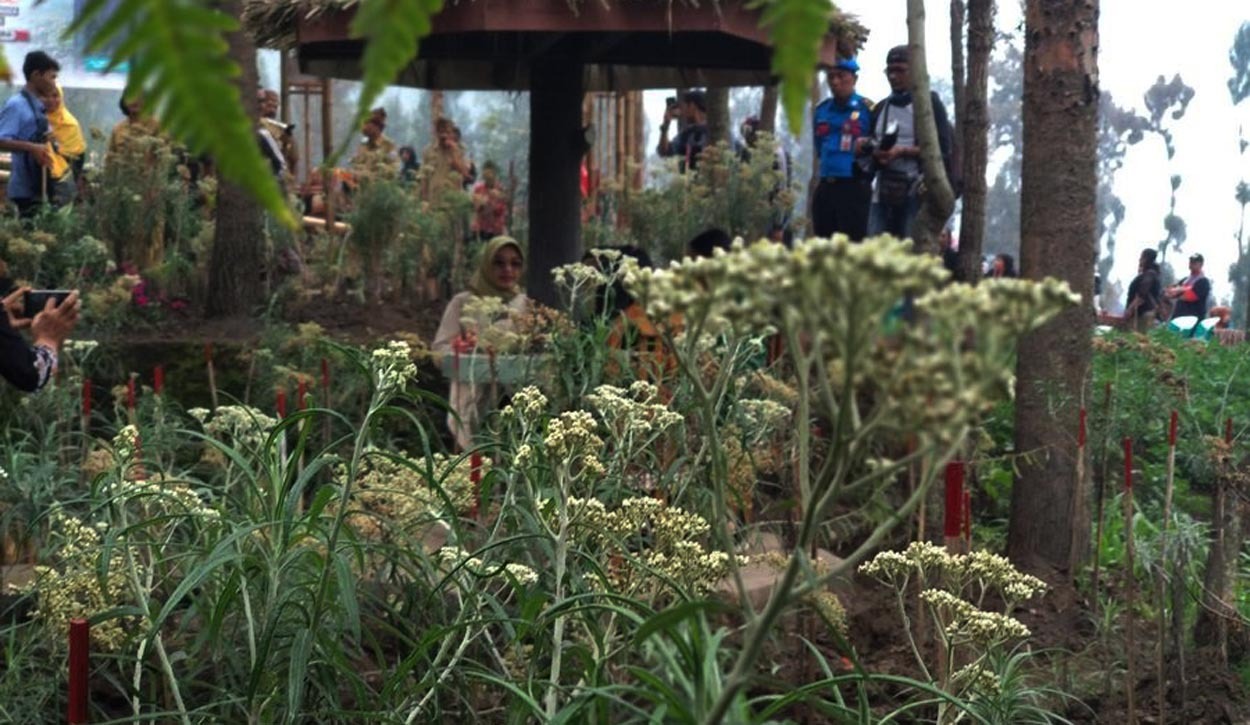 Edelweis yang dibudidayakan di Desa Ngadisari, Kecamatan Sukapura, Kabupaten Probolinggo. (Foto: Ikhsan/ngopibareng.id)