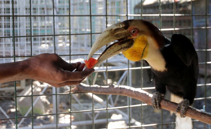 Petugas Balai Konservasi Sumber Daya Alam (BKSDA) Aceh memberi makan burung rangkong yang sedang direhabilitasi di Aceh Besar, Aceh, Jumat 28 Desember 2018. Burung rangkong hasil sitaan BKSDA Aceh akan dilepasliarkan kembali ke habitatnya setelah melewati proses rehabilitasI sebagai upaya pelestarian satwa langka dan dilindungi. (Foto: Antara/Irwansyah Putra)