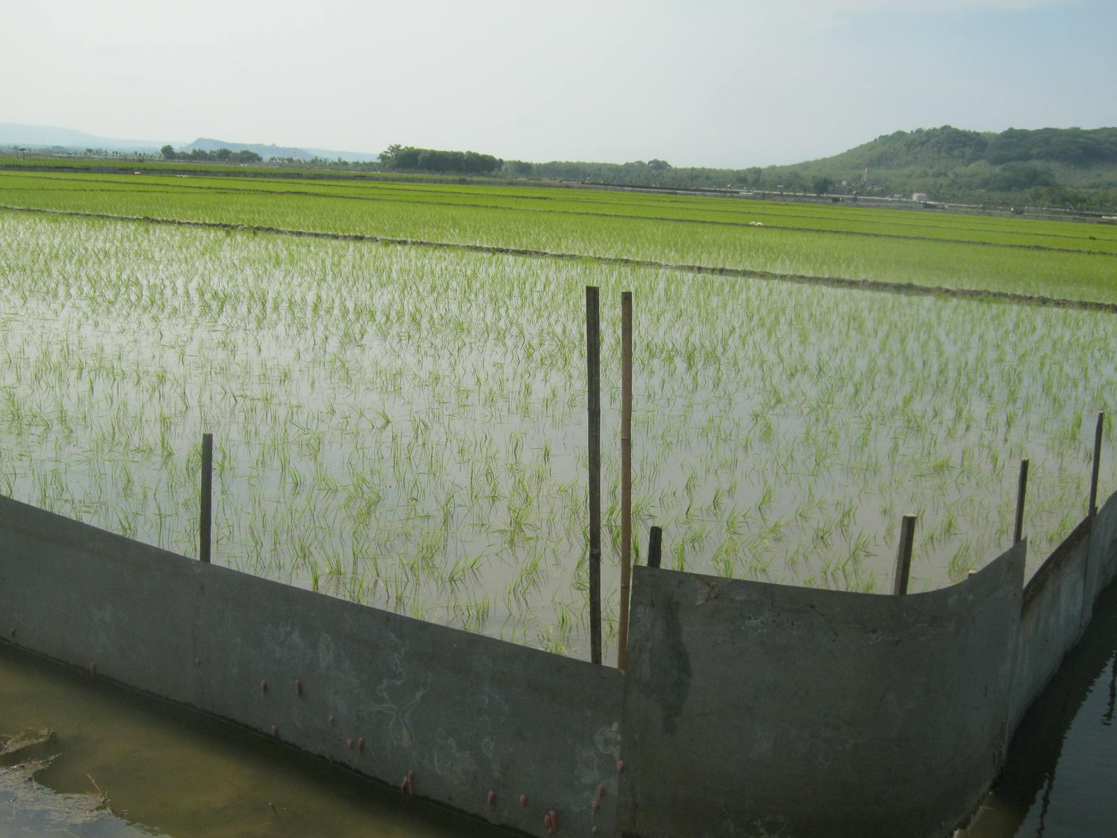 Petani harus mengeluarkan biaya besar untuk memagar sawah agar tidak diserang tikus (Foto:Totok/ngopibareng.id)