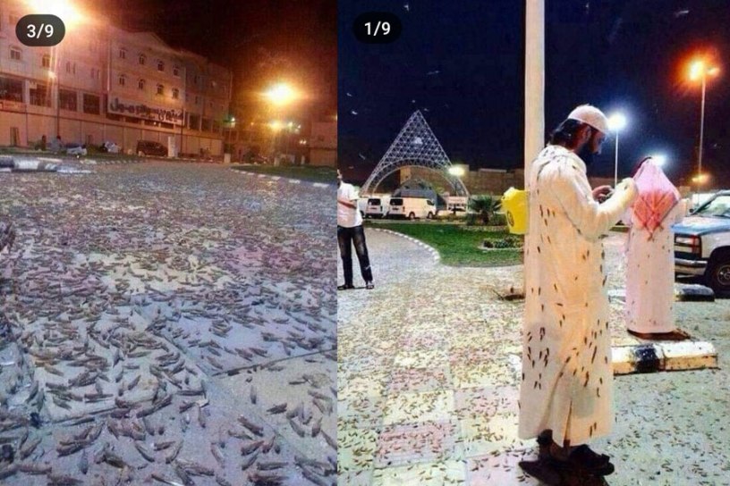 Ribuan jangkrik dan belalang menyerbu Kota Suci Makkah. (Foto: WorldPress)