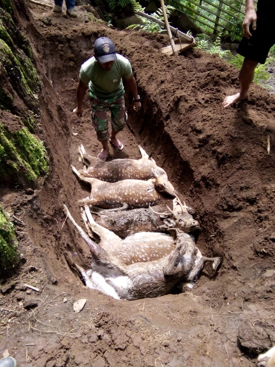 Rusa-rusa yang tewas di kawasan Coban Jahe. (Foto: Dok. Profauna Indonesia)