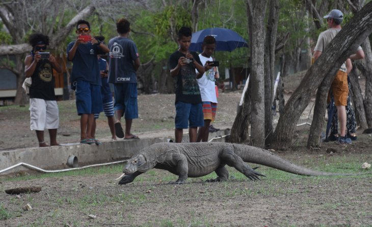 Pengunjung menyaksikan sejumlah komodo di Pulau Rinca, Kawasan Taman Nasional Komodo, Nusa Tenggara Timur, Jumat 7 Desember 2018. Pulau Rinca yang merupakan zona inti Taman Nasional Komodo, dihuni lebih dari 1.500 ekor komodo, sementara di Pulau Komodo populasinya berjumlah sekitar 1.300 ekor. (Foto: Antara/Indrianto Eko Suwarso)