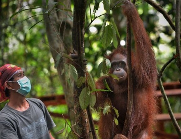 Pelepasliaran orangutan (Pongo pygmaeus) di Pulau Badak Kecil, Kawasan Pulau Salat, Desa Pilang, Pulang Pisau, Kalimantan Tengah, Kamis 3 November 016. (Foto: Antara/Yudhi Mahatma)