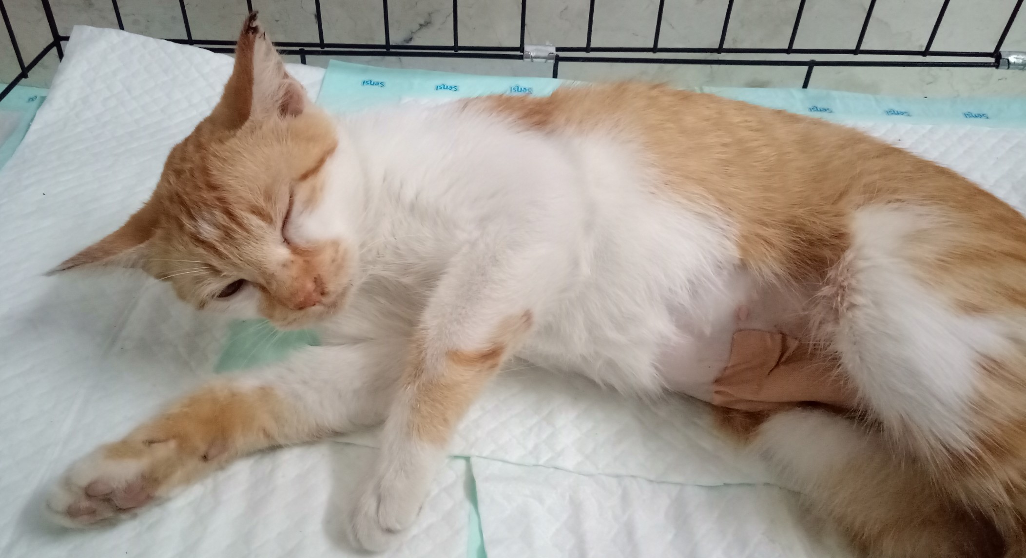 Kondisi putih melati,  salah satu kucing jalanan yang disterilisasi yang masih di bawah pengaruh obat bius (Foto: Pita/ngopibareng.id)