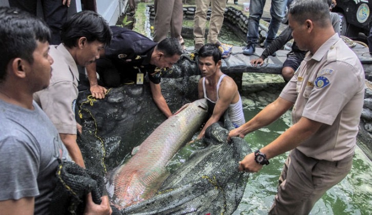 Ilustrasi petugas balai karantina menangkap Arapaima Gigas. (Foto: dok/antara)