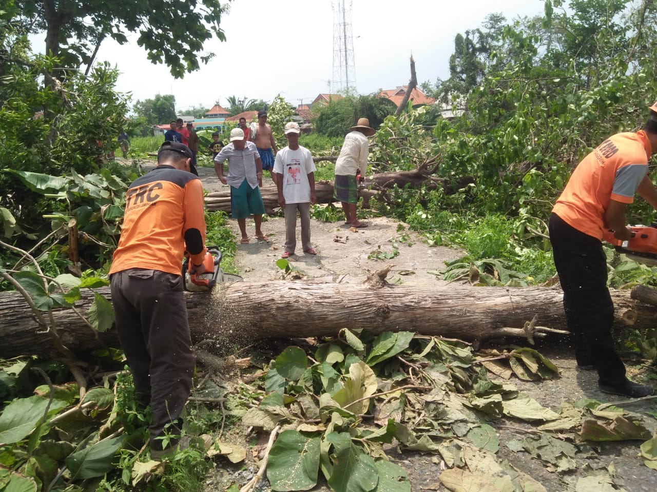 Hujan deras dan angin kencang di Lamongan bisa menyebabkan robohnya pohon (Foto:Totok/ngopibareng.id)