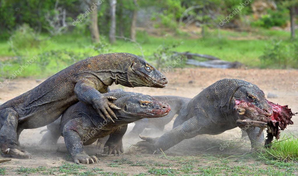 Taman Nasional Komodo. Mereka bersatap, santapan itu mulanya hingga Gubernur NTT membuat program akan menutup TN ini selama setahun. (Foto:Istimewa/Depositphotos.com)