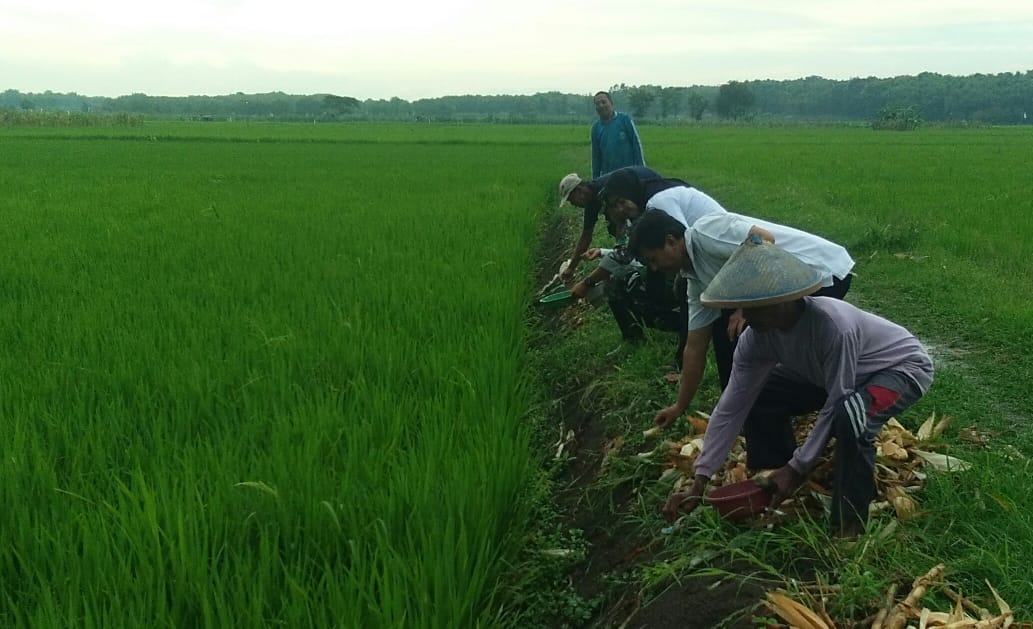 Para petani di Kecamatan Babat, Lamongan serentak membasmi hama tikus (Foto:Totok/ngopibareng.id)