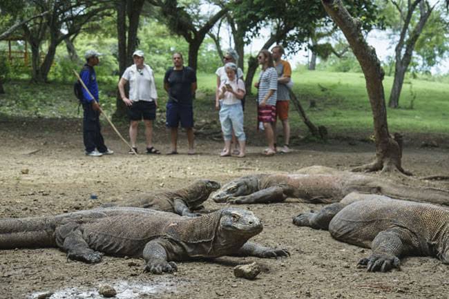 Sudah kadung favorit di mata wisatawan, itulah Taman Nasional Komodo. (Foto:Istimewa/gatra.com)