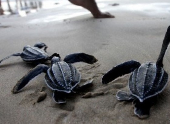  Illustrasi: Tukik penyu belimbing (Dermochelys coriacea) hasil penangkaran yang baru dilepasliarkan menuju ke laut di Pantai Lhoknga, Kabupaten Aceh Besar, Aceh (ANTARA Foto: Antara/Irwansyah Putra)