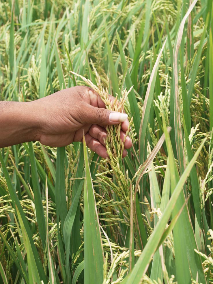 Wisanggeni dari Ngawi, varietas baru yang ditemukan petani biasa. (Foto:WidiKamidi/ngopibareng.id)