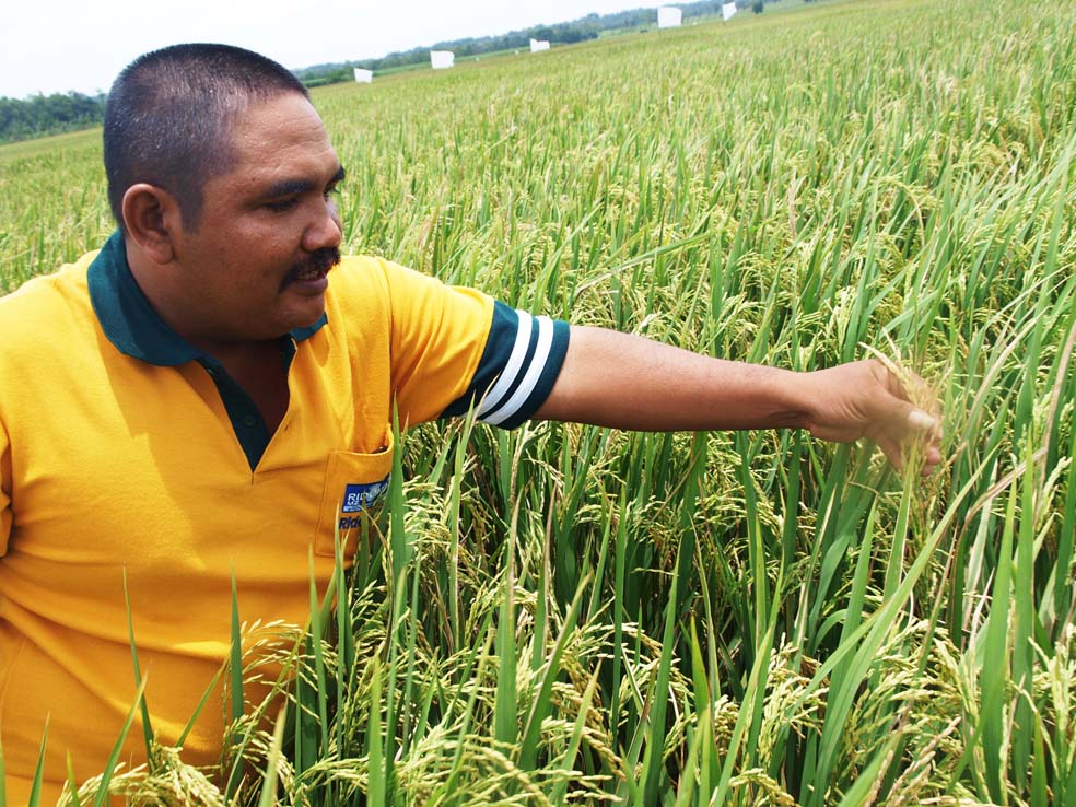 Jumari di tengah hamparan Wisanggeni 9. (Foto:WidiKamidi/ngopibareng.id)