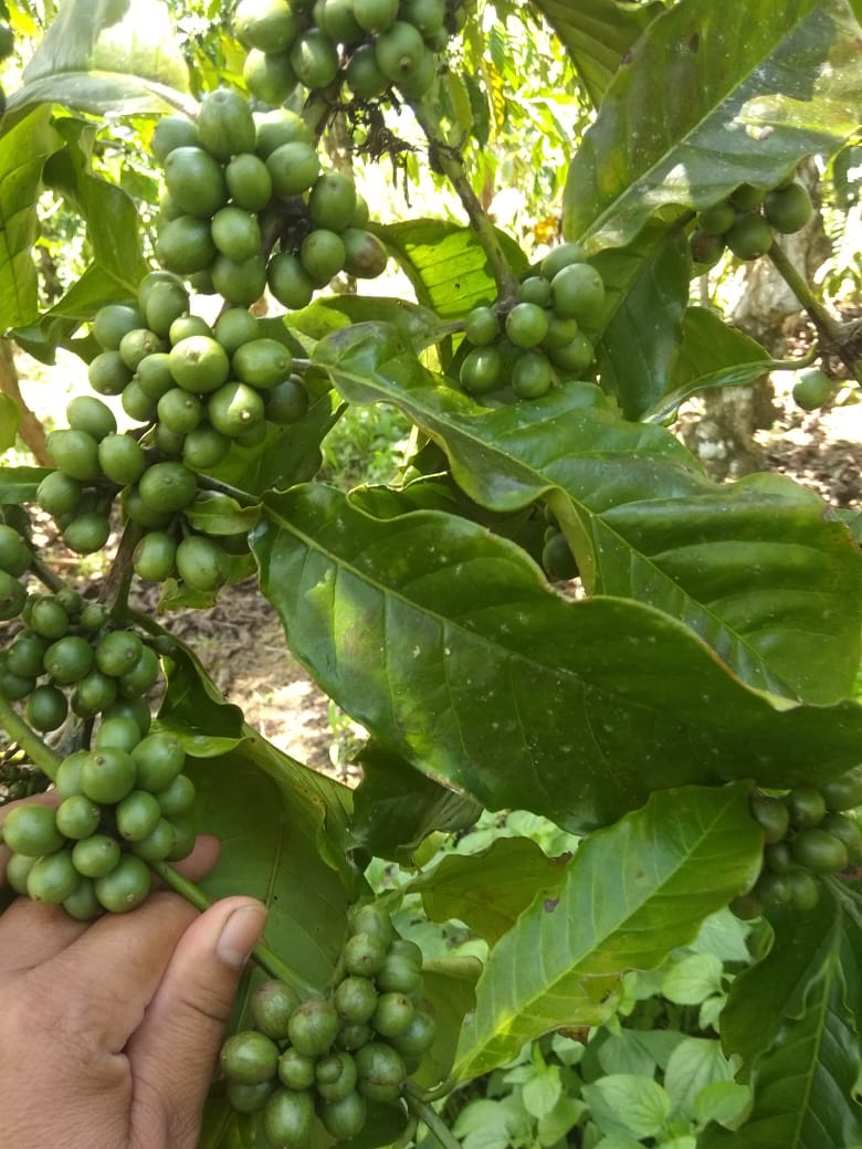 (Foto:Istimewa/dok Kopi Taji Lereng Bromo)