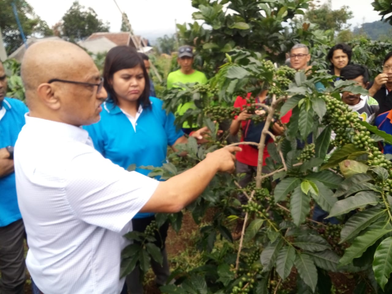 (Foto:Istimewa/Dok Pegiat Kopi Taji Lereng Bromo)