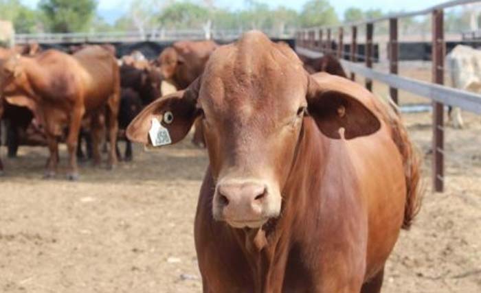 Sapi impor dari Australia. (Foto:Dok.Antara)