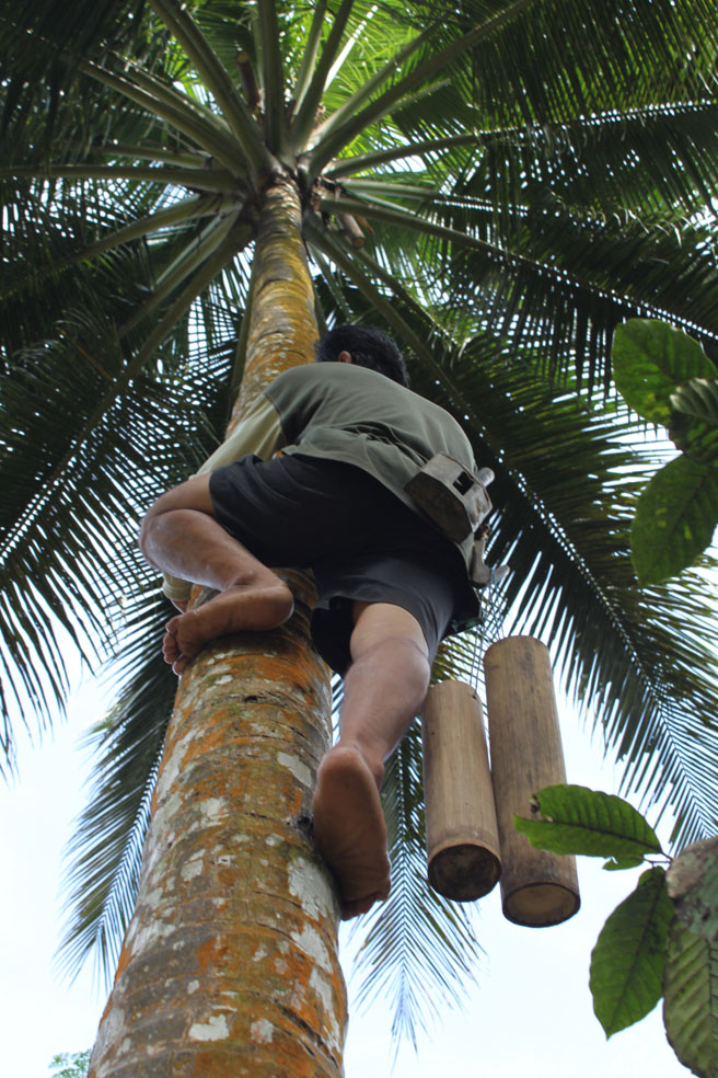 NDERES. Memanjat pohon kelapa hingga 5 meter tingginya untuk mengambil nira kelapa. Aktivitas menegangkan bagi siapa pun yang takut ketinggian. Sementara hasil nira tak sebanding dengan harga gula. (Foto:WidiKamidi/ngopibareng.id)