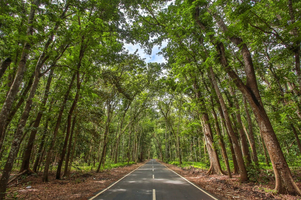 Pohon-pohon masih rapat, alami, dan udara suegar bukan main. Jangan lewatkan suasana ini kalau melintasinya. (Foto:Istimewa foto Ngopibarebg.id)