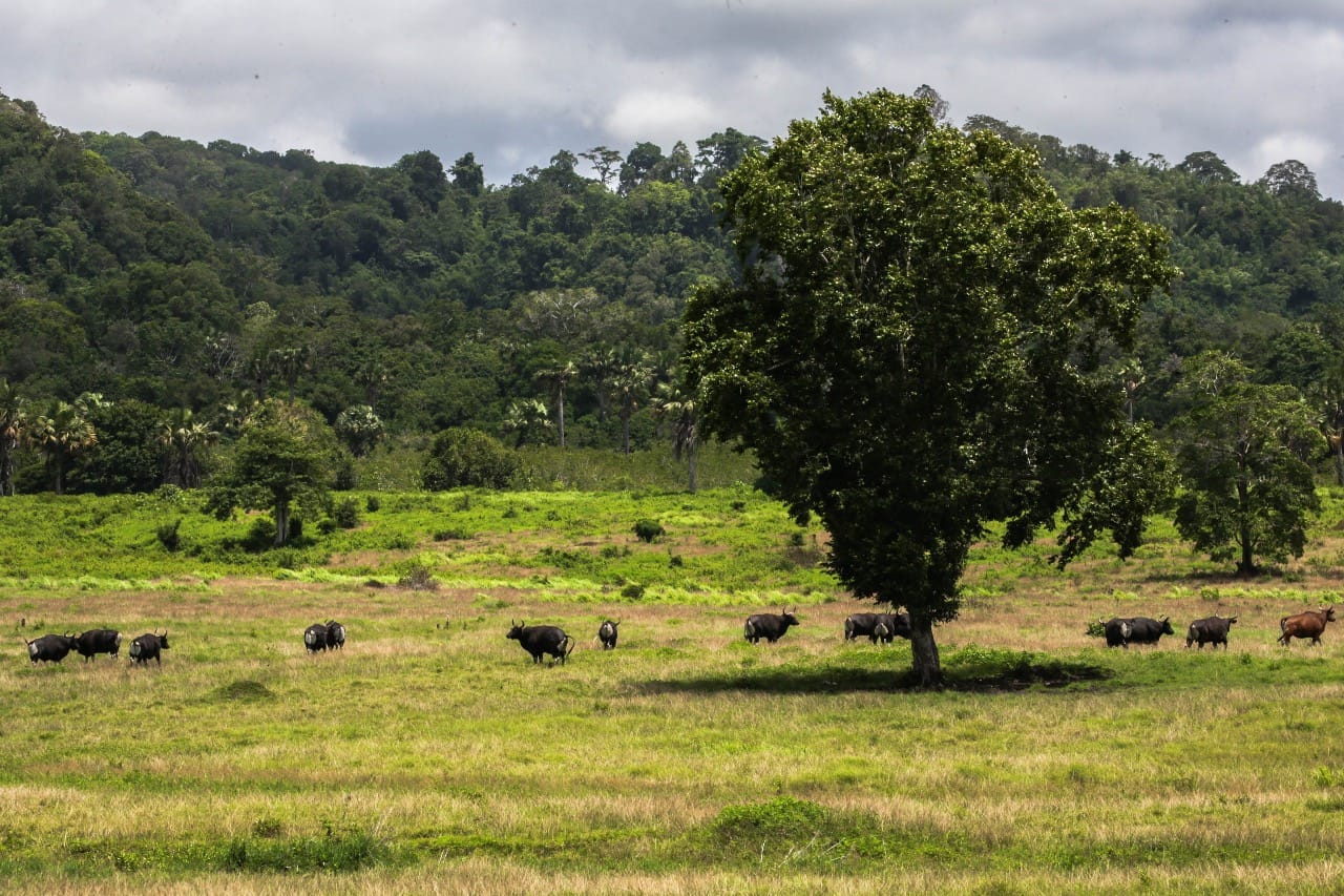Savana yang dipenuhi Banteng Jawa. (Foto:Istimewa for ngopibareng.id)