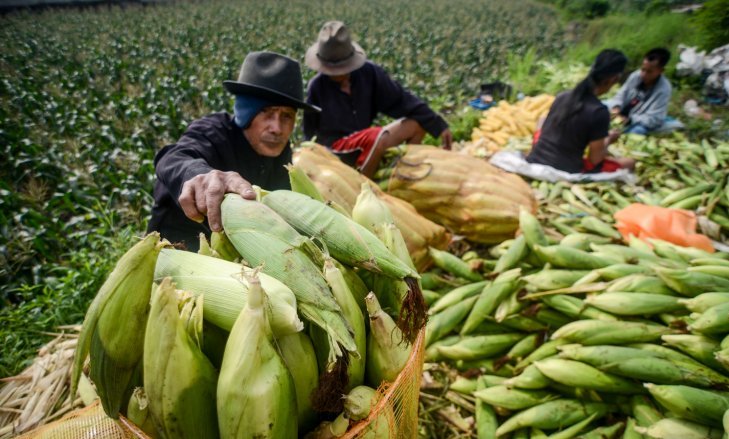  Illustrasi: Petani memanen jagung di Panyileukan, Bandung, Jawa Barat 28 Desember 2018. Berdasarkan data Kementerian Pertanian, produksi jagung dalam lima tahun terakhir meningkat rata-rata 12,49 persen per tahun yang artinya pada 2018 ini produksi jagung diperkirakan mencapai 30 juta ton pipilan kering (Foto: Antara/Raisan Al Farisi)