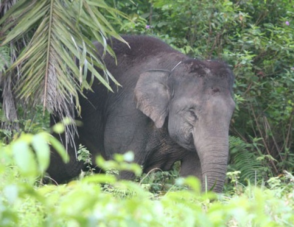 Seekor gajah liar memasuki kawasan perkebunan kelapa sawit di Desa Seumanah Jaya, Kecamatan Rantoe Peureulak, Aceh Timur, Aceh, Kamis 19 November. Menurut keterangan warga setempat sebanyak 73 ekor gajah liar sudah memasuki area permukiman warga dan merusak ratusan hektar perkebunan. (Foto: Antara/Syifa Yulinnas)