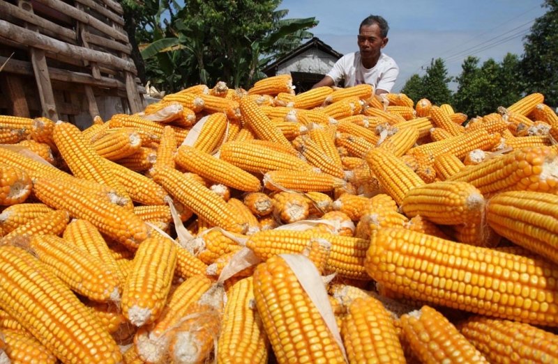 Komoditas jagung. (Foto: Jitunews.com)