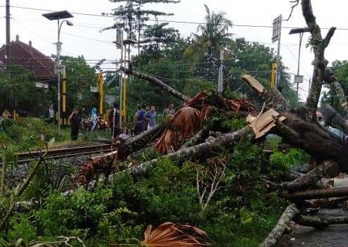 Sebuah pohon ambruk diterjang angin puting beliung di desa Ngunut, Kecamatan Ngunut, Tulungagung, Jumat, 22 Februari 2019. (Foto: Istimewa)