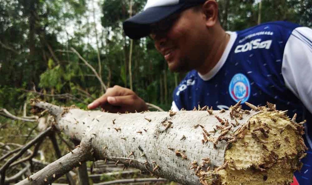 Salah satu batang sengon yang diserang ulat di Kabupaten Probolinggo. (Foto: Istimewa/ngopibareng.id)