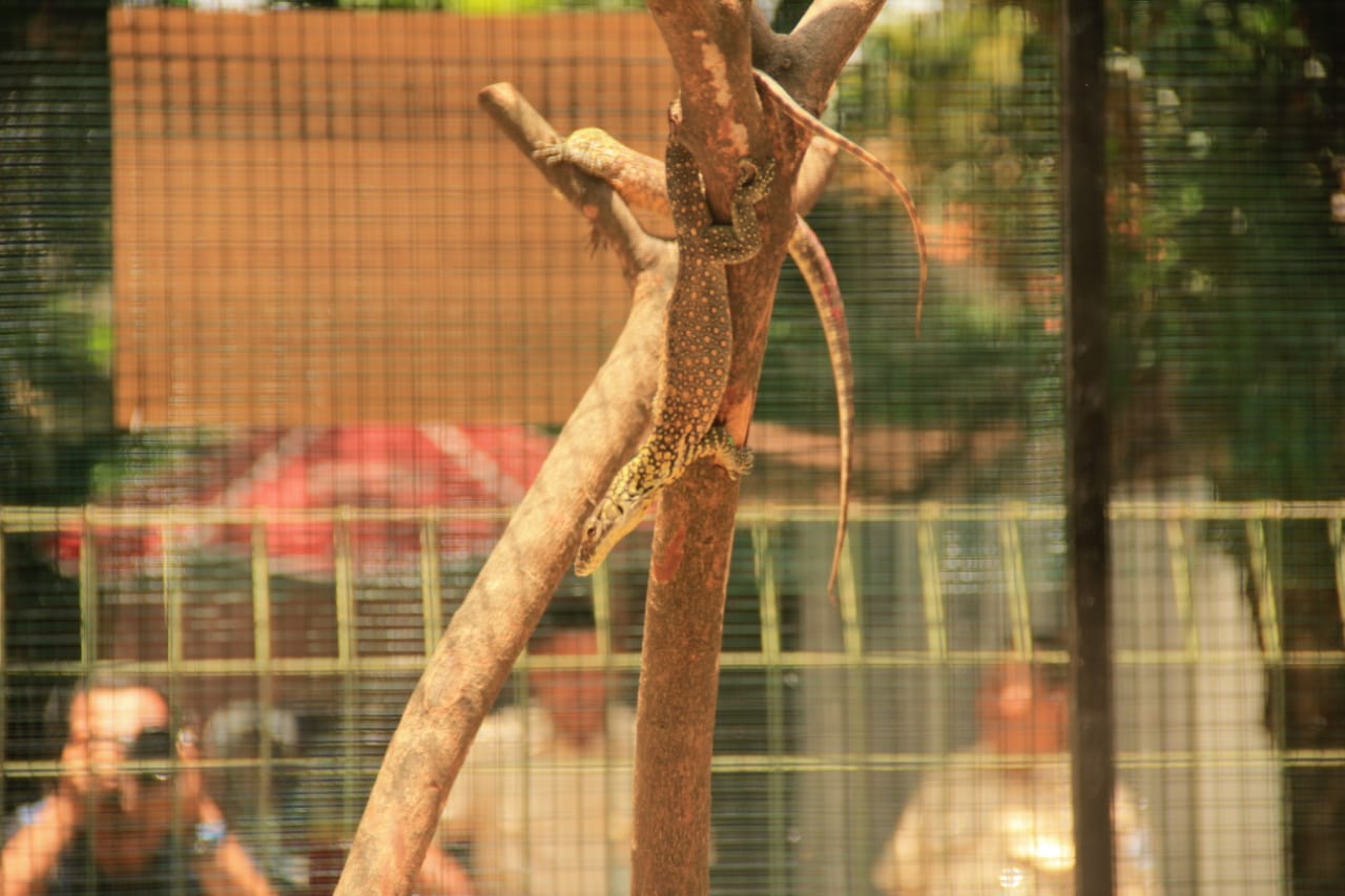 Anakan komodo yang berada didalam kandang Kebun Binatang Surabaya. (Foto:istimewa)