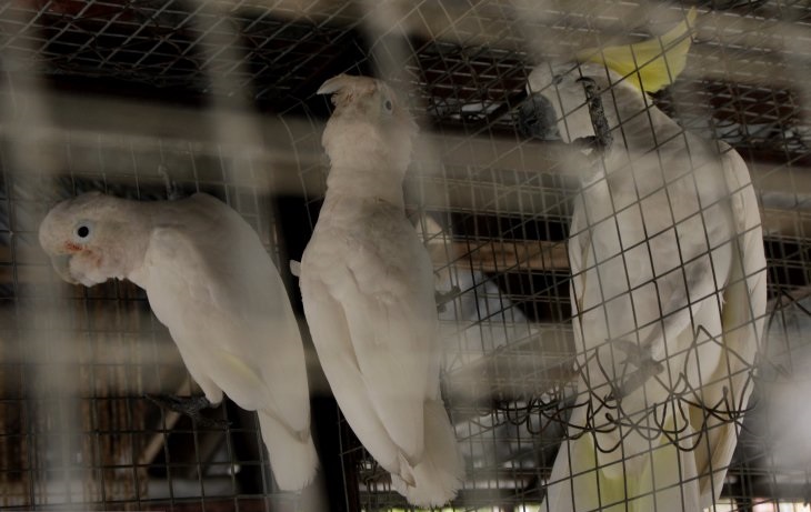 Dua ekor Kakatua Maluku (Cacatua moluccensis) bergelantungan disamping Kakatua jambul kuning (Cacatua sulphurea) di dalam kandang burung Kantor Balai Besar Konservasi Sumber Daya Alam (BBKSDA) NTT Kupang, (Foto: Antara/Kornelis Kaha)