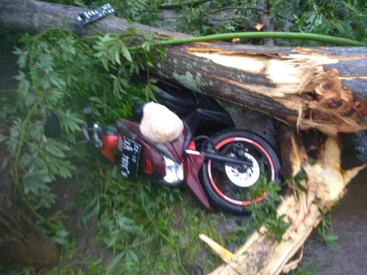 Pohon roboh akibat puting beliung menimpa sebuah kendaraan bermotor di Probolinggo. (Foto: Ikhsan/ngopibareng.id)