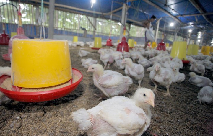 Peternak memberi pakan di salah satu peternakan ayam pedaging (Broiler) di Blitar, jawa Timur, Jumat 8 Maret 2019. Perhimpunan Insan Perunggasan Rakyat Indonesia (PINSAR) menyatakan harga jual ayam broiler hidup terus mengalami penurunan rata-rata sebesar Rp3 ribu per kg dari harga sekitar Rp19 ribu pada Oktober 2018, menjadi Rp17.373 per kg hingga Februari, akibat melimpahnya ketersediaan ayam broiler di pasaran, yang diduga dampak dari diberikannya hak berbudi daya kepada perusahaan terintegrasi.(Foto: Antara/Irfan Anshori)