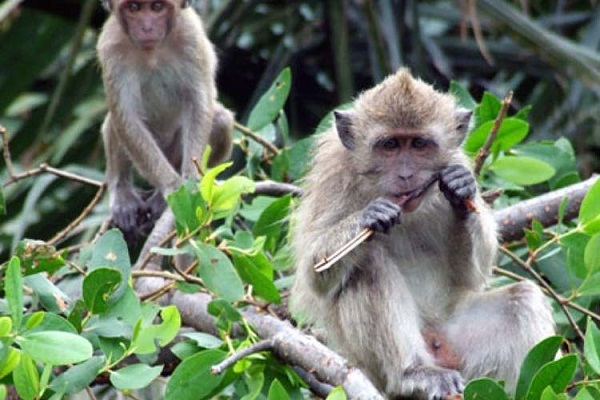 Hujan terus menerus, tak ada makanan, kawanan kera invasi desa. Merusak ladang milik warga. (Foto:Ist/dok google) 