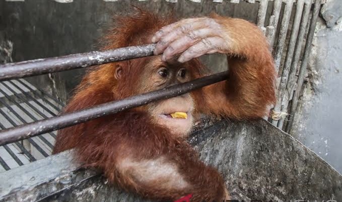 Orangutan di salam satu balai keselamatan. (Foto: dok/antara)