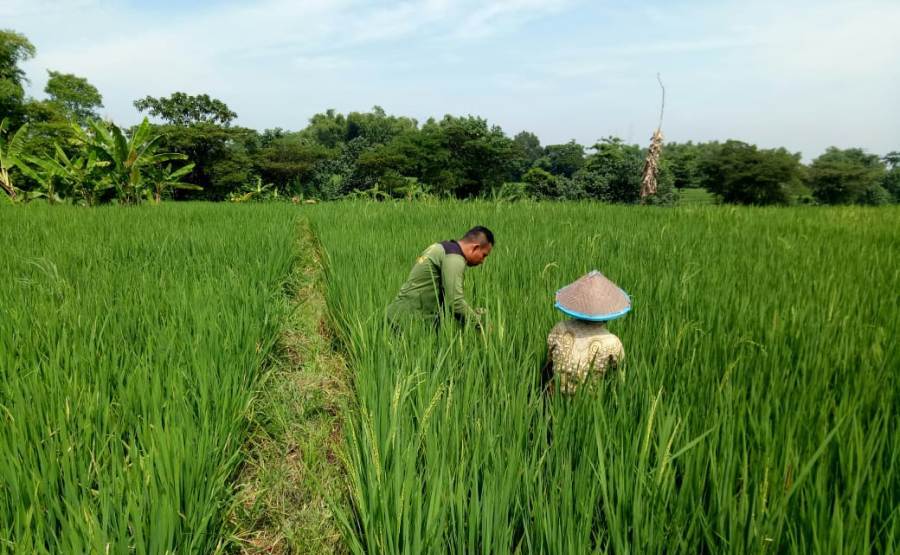 Babinsa Sekargadung Koramil 0815/11 Pungging Dampingi Petani Penyiangan Rumput Liar