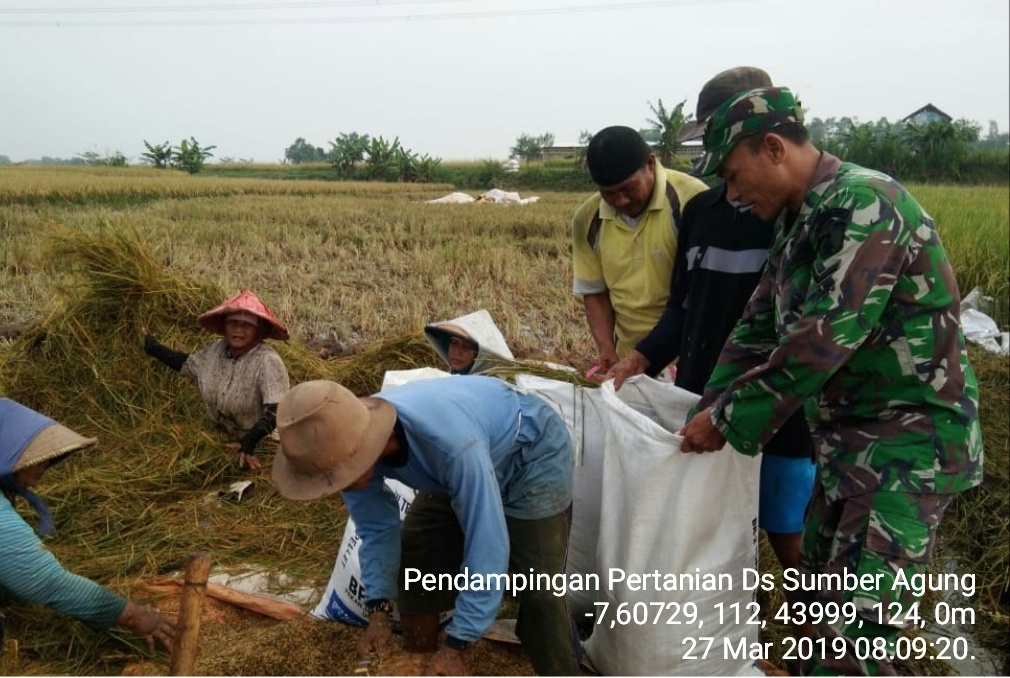 Babinsa Sumberagung Koramil 0815/15 Jatirejo Serda Husaini Dampingi Poktan Tani Makmur Panen Padi