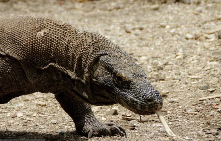 Komodo di pulau Komodo NTT. (Foto: dok/antara)