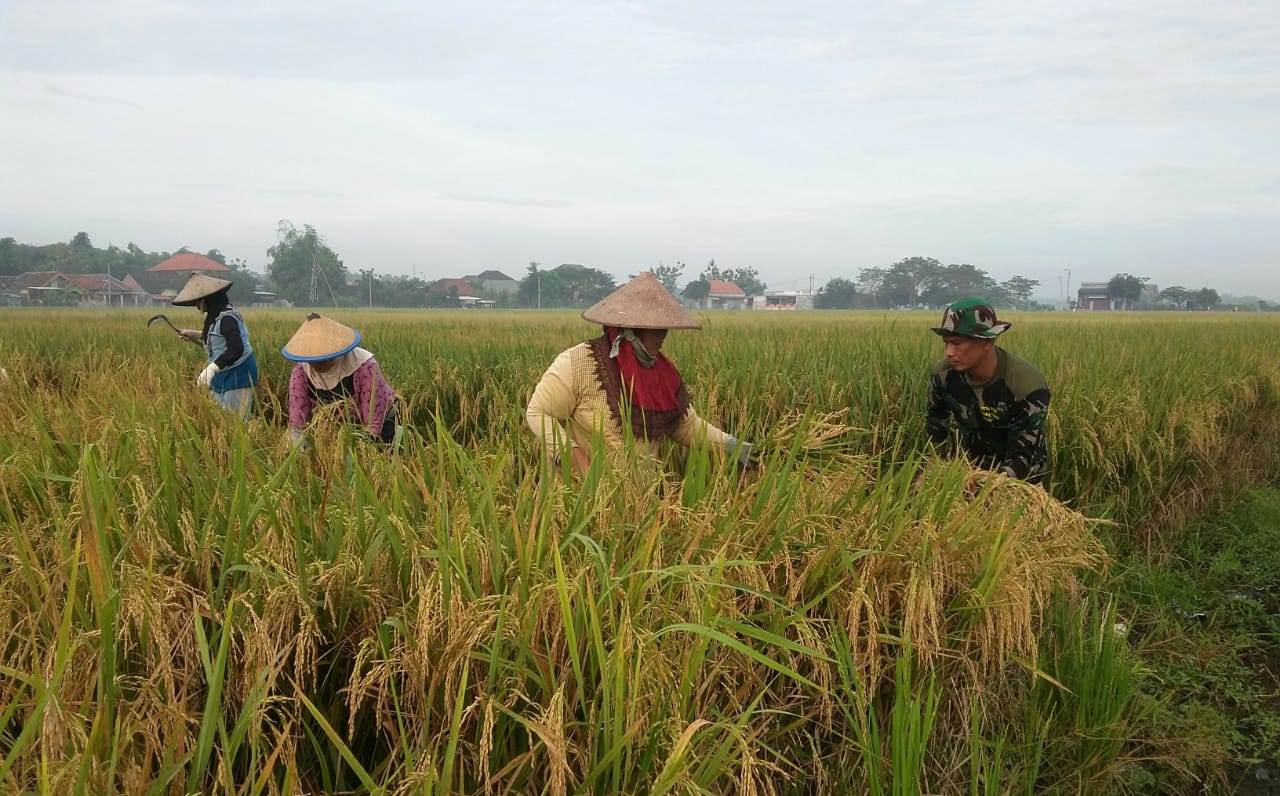 Babinsa Koramil 0815/09 Mojosari Dampingi Petani Panen Padi