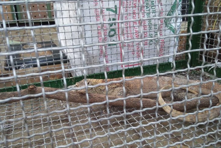 Seekor bayi komodo yang diamankan oleh pihak Polda Jawa Timur ketika hendak dijual. (Foto: Dokumen Dinas Pariwisata dan Ekonomi Kreatif Provinsi Nusa Tenggara Timur)