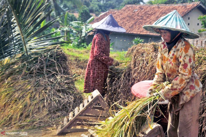 Petani memisahkan bulir padi dari jeraminya. (Foto: dok/antara)