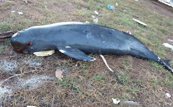 Lumba-lumba tanpa sirip terdampat hingga mati di Pantai Tanjung Jaya Desa Teluk Rhu Kecamatan Rupat Utara, Kabupaten Bengkalis, Riau, Sabtu (6/4/2019). (Foto UPT PPI/Syahrudin)