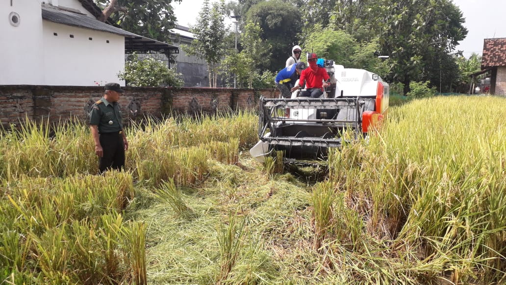 Danramil 0815/05 Gedeg Kapten Inf Mulyono turun langsung kawal panen padi