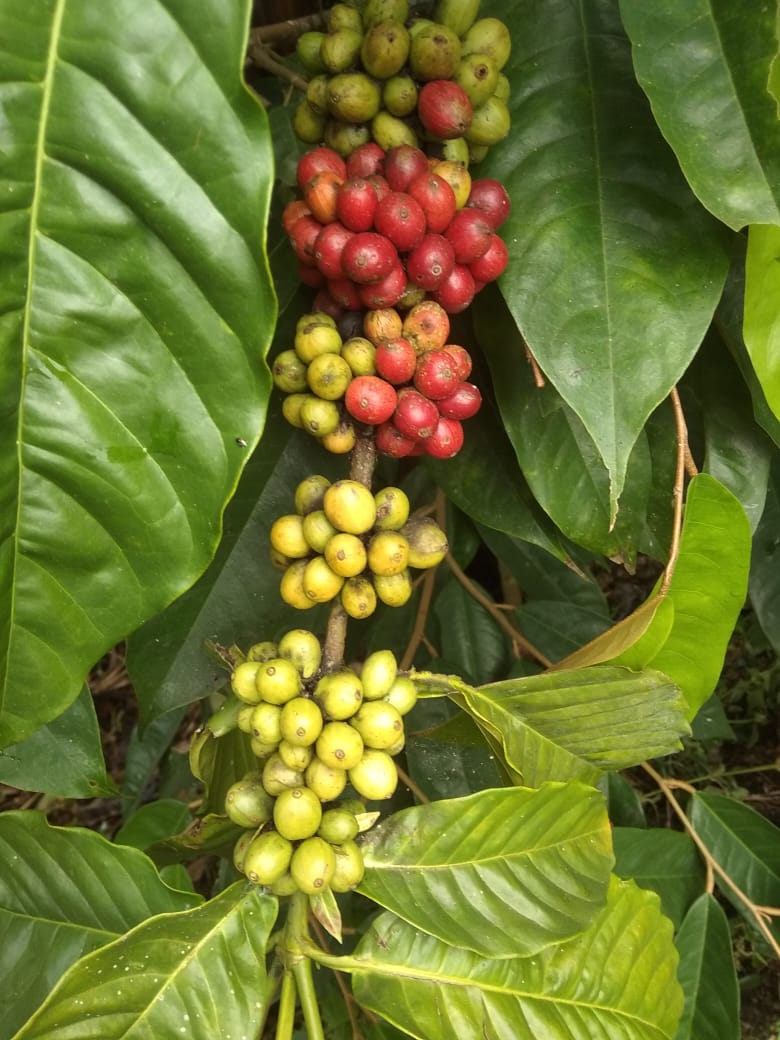 Begini akan dipanen semua kalau petaninya malas. Merah hijau disamakan. Maka jadilah kopi asalan itu. (Ilustrasi:Istimewa) Begini akan dipanen semua kalau petaninya malas. Merah hijau disamakan. Maka jadilah kopi asalan itu. (Ilustrasi:Istimewa)