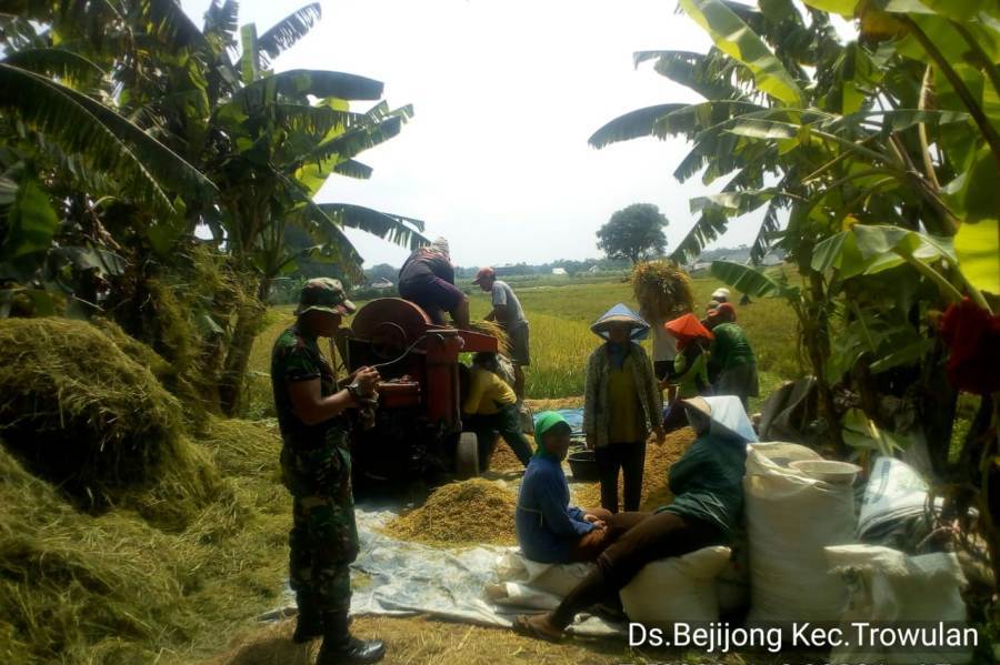 Babinsa Bejijong Koramil 0815/02 Trowulan Serda Ahmad Mulyadi Saat Dampingi Petani Panen Padi