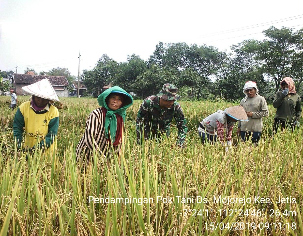 Babinsa Mojorejo Koramil 0815/07 Jetis Serma Imam Mustofa Kawal Petani Panen Padi