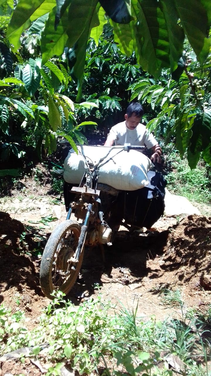 Pak Riadi, berjibaku memanen kopi robusta di lahannya dengan modifikasi transportasi seadanya. Begini, harga kadang tidak berbanding lurus dengan keringat yang sudah menetes. (Foto:Istimewa/Rumini for ngopibareng.id)
