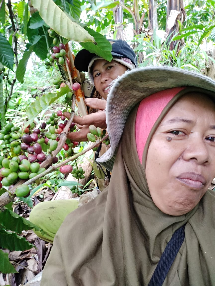 Rumini, inisiator di Kelompok Wanita Tani Desa Sumber Tangkil bersama para perempuan perkasa lain memanen kopi. (Foto:Istimewa/Rumini for ngopibareng.id)