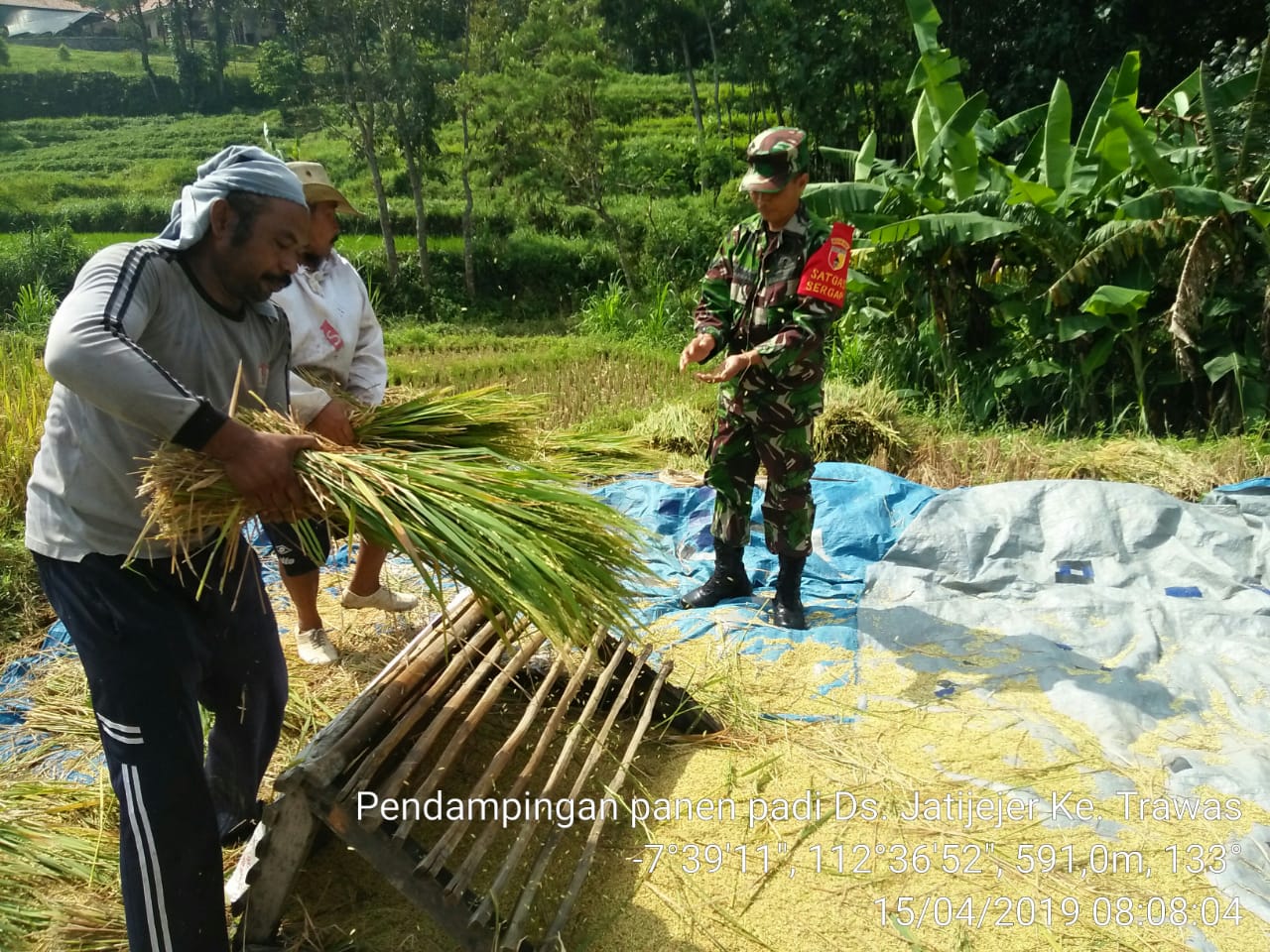 Babinsa Koramil 0815/17 Trawas Sertu Sudarman Saat Mendampingi Petani Panen Padi