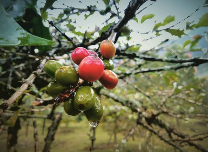 Foto:Istimewa/Instagram pegiat kopi.