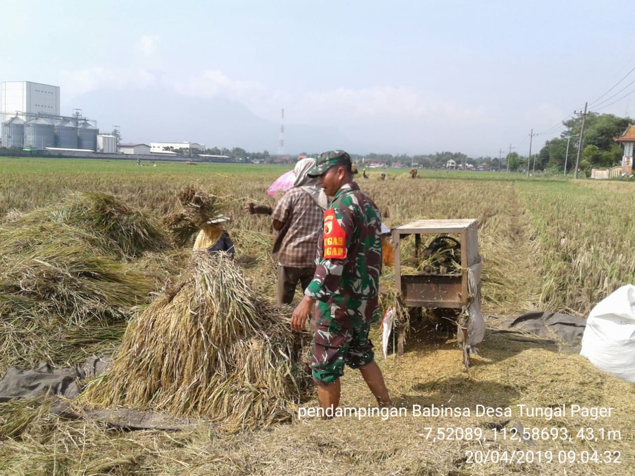 Babinsa Koramil 0815/11 Pungging Serma M. Ainun Dampingi Petani Panen Padi