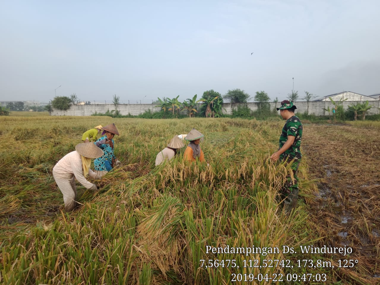 Babinsa Koramil 0815/13 Kutorejo Kopda I Wayan Sudiasa Dampingi Petani Panen Padi